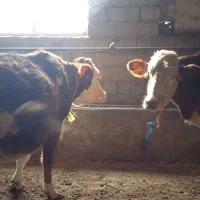 گاو سیمینتال ابستن|حیوانات مزرعه|نقده, |دیوار