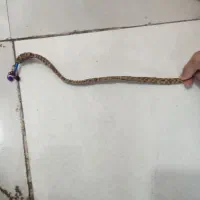 تسبیح هسته خرما
