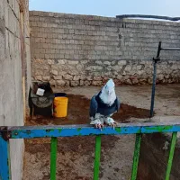 کبوتر شازده ابی|پرنده|نقده, |دیوار