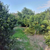 سر درختی پرتغال