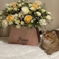 گربه برتیش