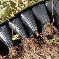 نهال توت فرنگی از کردستان به صورت نقد و شرایطی|خدمات باغبانی و درختکاری|جیرفت, |دیوار