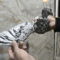 دودی هفرنگ نر