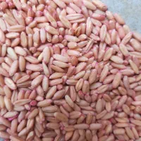 گندم دیم|خوردنی و آشامیدنی|صحنه, |دیوار
