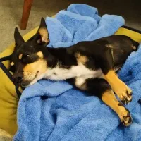 سگ پینچر مینیاتوری