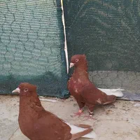 سرخ تخت دم سفیدمعاوضه دارم