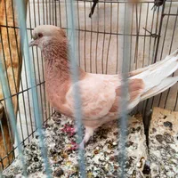 پرنده|پرنده|اصفهان, دارک|دیوار