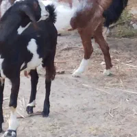 گوسفندفروشی قیمت18|حیوانات مزرعه|بمپور, |دیوار