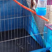 سهره طلایی|پرنده|قزوین, |دیوار