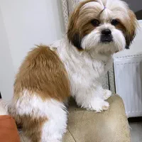 واگذاری شیتزو|سگ|پردیس, فاز ۱۱|دیوار