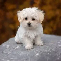 سگ سفید پا کوتاه گم شده