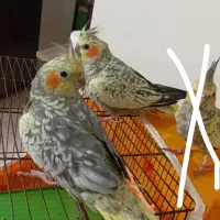 عروس هلندی|پرنده|رشت, استقامت ۲|دیوار