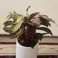 گل و گیاه کروتون