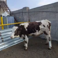 گوساله ماده سیمنتال درجه یک