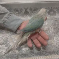 سلام گرینچیک پاین اپل نر دستی|پرنده|قوچان, |دیوار