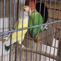 دو جفت برزیلی