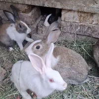 فروش خرگوش