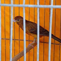 قناری نر سوخته ای قدیمی آماده بخون