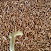 گندم وباقلا|لوازم جانبی حیوانات|سرپل ذهاب, |دیوار