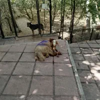 کشتار. مرغ خروس برای چشم نظر|حیوانات مزرعه|تهران, صادقیه|دیوار