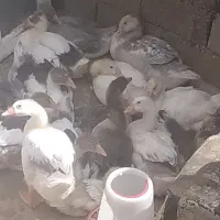 قاز دو ماه