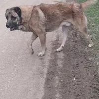 سگ سراب زات قدیم