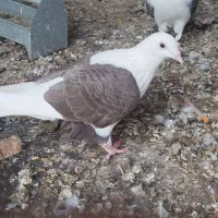 کبوتر|پرنده|برازجان, |دیوار