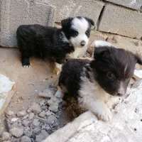 توله اشپیدز