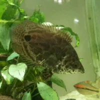 گورامی برگی