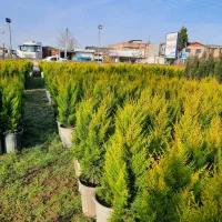 لاوسون سطل ۱۲|گل و گیاه طبیعی|قائم‌شهر, |دیوار