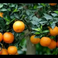 نارنج درشت آبدار خانگی