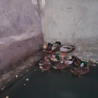 فروش مرغابی پوازی