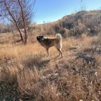 سگ گله ای|سگ|بستان آباد, |دیوار