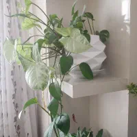 گل رونده اپارتمانی  پتوس بلند و مقاوم دو رنگ