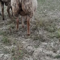 فروش شیشک یلینی ۲ عدد|حیوانات مزرعه|قشلاق دشت, |دیوار