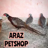 دنیای پرندگان آراز|پرنده|مشگین شهر, |دیوار