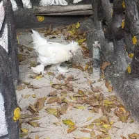 سه عدد مرغ خروس لهستانی فروشی قیمت مناسب