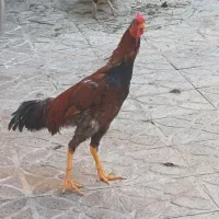 مرغ خروس لاری