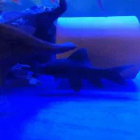 بلک شارک ویک عدد ویجا