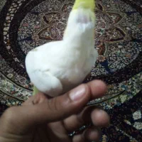 عروس هلندی نر و ماده|پرنده|فومن, |دیوار