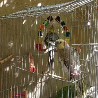 عروس هلندی مولد