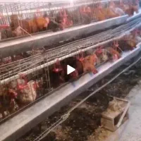 قفسه پرورش مرغ تخم گذار
