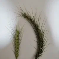 بذر هیبرید گندم