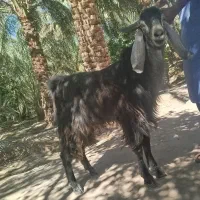 نری فروشی