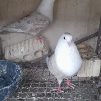 مخمل همه رنگ