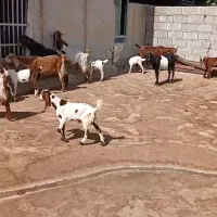 گوسفند‌وبره