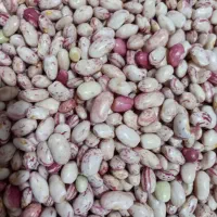 لوبیا چیتی
