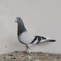 کفتر بمب|پرنده|مشهد, ویلاشهر|دیوار