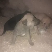 توله رایگان ماده دو رگ سرابی فقط مادس نر نداره