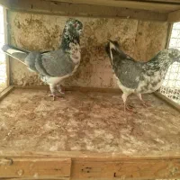 کفتر قاره سبز